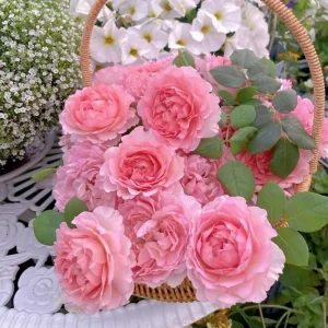 Pink Double Petal Rose Live Plant - Fruity Fragrance, Disease Resistant, 8 cm Flowers - Image 4