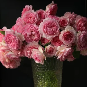 Pink Double Petal Rose Live Plant - Fruity Fragrance, Disease Resistant, 8 cm Flowers - Image 5