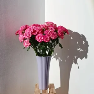 Pink Double Petal Rose Live Plant - Fruity Fragrance, Disease Resistant, 8 cm Flowers - Image 6