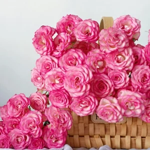 Pink Double Petal Rose Live Plant - Fruity Fragrance, Disease Resistant, 8 cm Flowers - Image 7