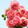 Pink Double Petal Rose Live Plant - Fruity Fragrance, Disease Resistant, 8 cm Flowers - Image 1