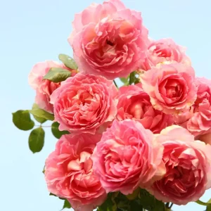 Pink Double Petal Rose Live Plant - Fruity Fragrance, Disease Resistant, 8 cm Flowers - Image 1