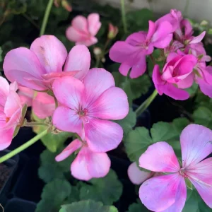 Pink Geranium Live Plant Plugs – Vibrant Flowers for Garden & Pots - Image 3