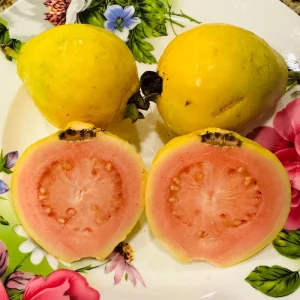 Pink Guava Tree Live Plant - Ruby Supreme Guava, 5 inch Pot - Image 2