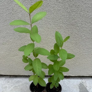Pink Guava Tree Live Plant - Ruby Supreme Guava, 5 inch Pot - Image 3