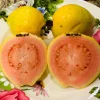 Pink Guava Tree Live Plant - Ruby Supreme Guava, 5 inch Pot - Image 1
