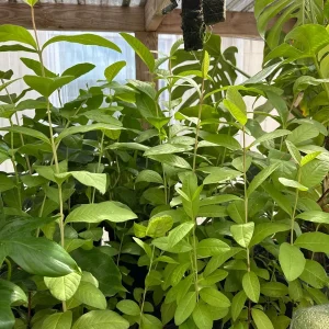 Pink Guava Tree Live Plant - Ruby Supreme Guava, 5 inch Pot - Image 4