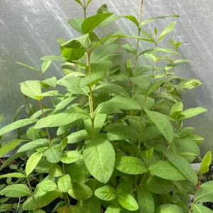 Pink Guava Tree Live Plant - Ruby Supreme Guava, 5 inch Pot - Image 5