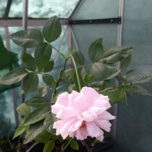 Pink Heirloom Rose Shrub Live Plant – 8 oz Pot – Outdoor Flowering Bush - Image 2