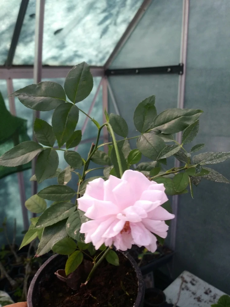 Pink Heirloom Rose Shrub Live Plant – 8 oz Pot – Outdoor Flowering Bush - Image 2