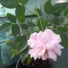 Pink Heirloom Rose Shrub Live Plant – 8 oz Pot – Outdoor Flowering Bush - Image 1
