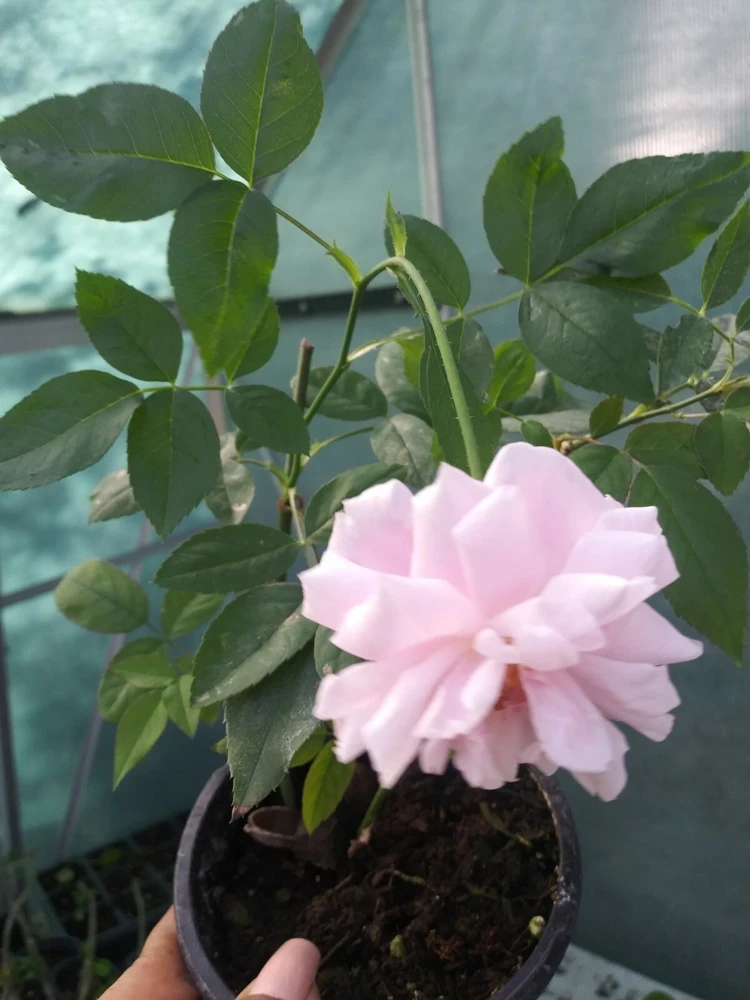 Pink Heirloom Rose Shrub Live Plant – 8 oz Pot – Outdoor Flowering Bush - Image 1
