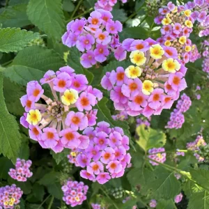 Pink Lantana Camara Live Plant - 2pc Mosquito Repellent Flowers, Attracts Hummingbirds, Outdoor - Image 2