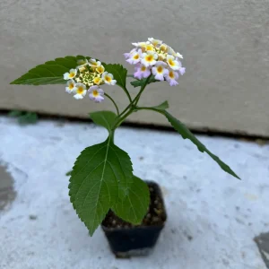 Pink Lantana Camara Live Plant - 2pc Mosquito Repellent Flowers, Attracts Hummingbirds, Outdoor - Image 3