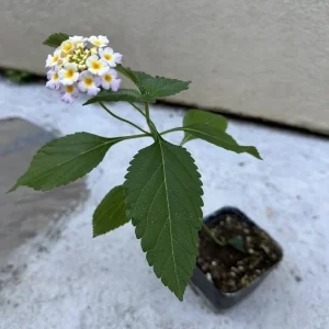 Pink Lantana Camara Live Plant - 2pc Mosquito Repellent Flowers, Attracts Hummingbirds, Outdoor - Image 4