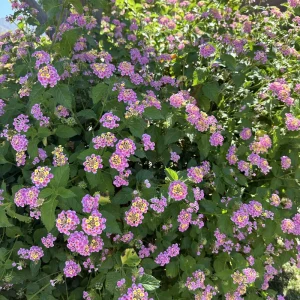 Pink Lantana Camara Live Plant - 2pc Mosquito Repellent Flowers, Attracts Hummingbirds, Outdoor - Image 7