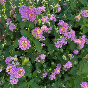 Pink Lantana Camara Live Plant - 2pc Mosquito Repellent Flowers, Attracts Hummingbirds, Outdoor - Image 8