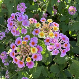 Pink Lantana Camara Live Plant - 2pc Mosquito Repellent Flowers, Attracts Hummingbirds, Outdoor - Image 9