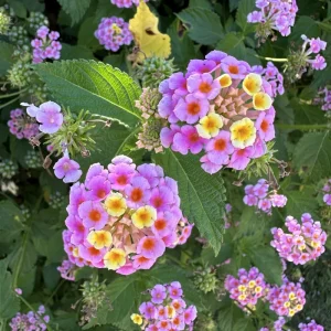 Pink Lantana Camara Live Plant - 2pc Mosquito Repellent Flowers, Attracts Hummingbirds, Outdoor - Image 1