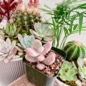 Pink Moonstone Succulent Pachyphytum Oviferum Live Plant - 2 inch Pot - Image 10