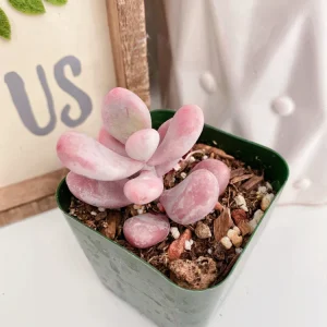 Pink Moonstone Succulent Pachyphytum Oviferum Live Plant - 2 inch Pot - Image 11