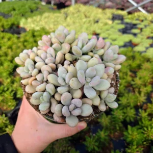 Pink Moonstone Succulent Pachyphytum Oviferum Live Plant - 2 inch Pot - Image 12