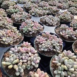 Pink Moonstone Succulent Pachyphytum Oviferum Live Plant - 2 inch Pot - Image 13