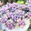 Pink Moonstone Succulent Pachyphytum Oviferum Live Plant - 2 inch Pot - Image 1
