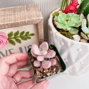 Pink Moonstone Succulent Pachyphytum Oviferum Live Plant - 2 inch Pot - Image 7