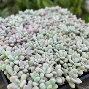 Pink Moonstone Succulent Pachyphytum Oviferum Live Plant - 2 inch Pot - Image 8