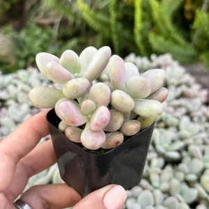 Pink Moonstone Succulent Pachyphytum Oviferum Live Plant - 2 inch Pot - Image 9