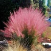 Pink Muhly Grass Live Plant - Muhlenbergia capillaris - Ornamental Grass - Starter Plant - Zones 6-10 - Image 1