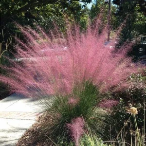 Pink Muhly Grass Live Plant - Muhlenbergia capillaris - Ornamental Grass - Starter Plant - Zones 6-10 - Image 2