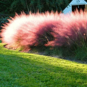 Pink Muhly Grass Live Plant - Muhlenbergia capillaris - Ornamental Grass - Starter Plant - Zones 6-10 - Image 3