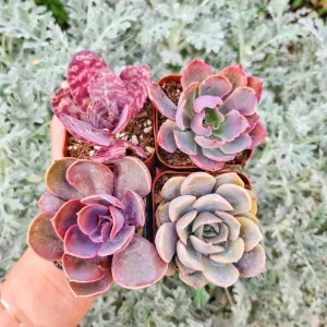 Pink Purplish Succulent Live Plants - Set of 4, 2-Inch Pots, Potted Houseplants - Image 2