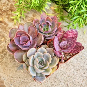 Pink Purplish Succulent Live Plants - Set of 4, 2-Inch Pots, Potted Houseplants - Image 3