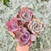 Pink Purplish Succulent Live Plants - Set of 4, 2-Inch Pots, Potted Houseplants - Image 1