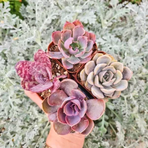 Pink Purplish Succulent Live Plants - Set of 4, 2-Inch Pots, Potted Houseplants - Image 1