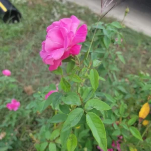 Pink Rose Cuttings - 5 Unrooted Bush Rose Cuttings, 8 in Height - Image 2