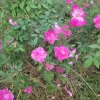 Pink Rose Cuttings - 5 Unrooted Bush Rose Cuttings, 8 in Height - Image 1