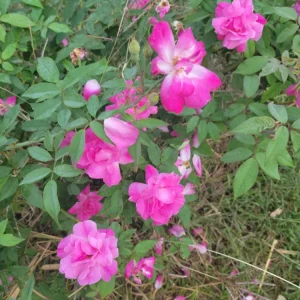 Pink Rose Cuttings - 5 Unrooted Bush Rose Cuttings, 8 in Height - Image 3