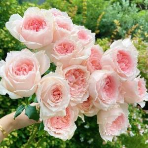 Pink Rose Flow Live Plant - Double Petal Rose, 80cm Tall, US Seller - Image 2