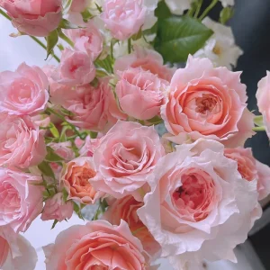 Pink Rose Flow Live Plant - Double Petal Rose, 80cm Tall, US Seller - Image 3