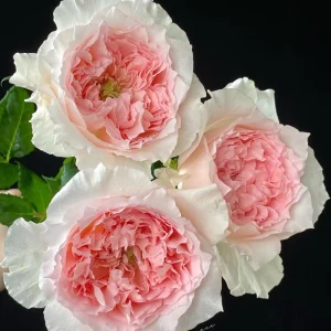 Pink Rose Flow Live Plant - Double Petal Rose, 80cm Tall, US Seller - Image 1