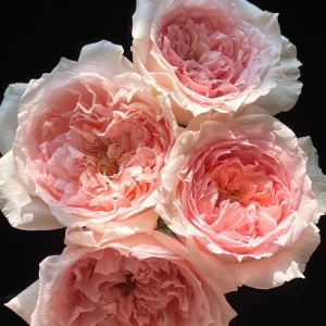 Pink Rose Flow Live Plant - Double Petal Rose, 80cm Tall, US Seller - Image 6
