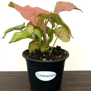 Pink Syngonium Live Plant - Arrowhead Vine in 4 inch Pot - Indoor Tropical Foliage - Image 2