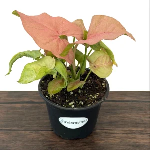 Pink Syngonium Live Plant - Arrowhead Vine in 4 inch Pot - Indoor Tropical Foliage - Image 3