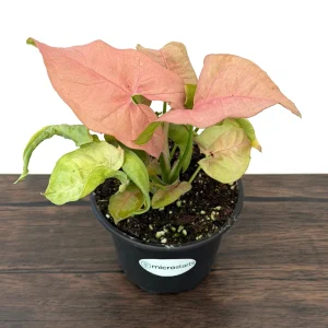 Pink Syngonium Live Plant - Arrowhead Vine in 4 inch Pot - Indoor Tropical Foliage - Image 4