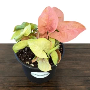 Pink Syngonium Live Plant - Arrowhead Vine in 4 inch Pot - Indoor Tropical Foliage - Image 5