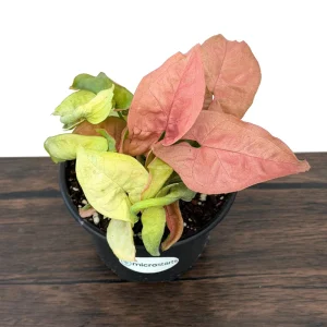 Pink Syngonium Live Plant - Arrowhead Vine in 4 inch Pot - Indoor Tropical Foliage - Image 6
